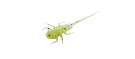 B.A.M.F Panfish Plastics Radioactive Pickle-RP - Jigit, jigipäät - 817063025280 - 1