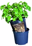 PotatoPot perunanviljelyruukku - Taimikasvatus - 5700002064400 - 1