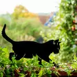 Wildlife Garden siluetti Kissa - Puutarhapatsaat, koristeet - WG750 - 1