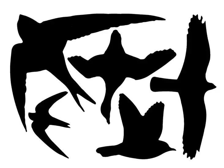 Linnunpelätintarra ikkunaan - Lintujen torjunta - 8714982001000 - 1