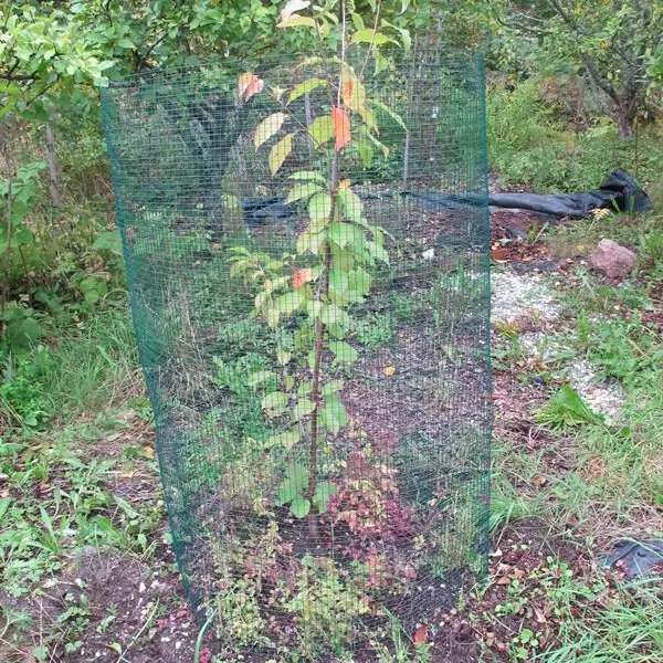 Myyräverkko vihreä 1,5 x 10 m - Aitaverkot - 6430068433900 - 1