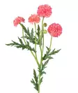 Pallokrysanteemi 61 cm vaaleanpunainen - Askartelutarvikkeet - 6410416575391 - 1