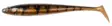 Daiwa Prorex Duckfin Shad 2.0 Motoroil Burbot UV - Vieheet ja perhot - 5055545251061 - 1