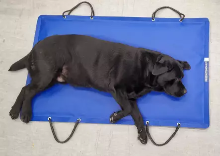 Pieneläinten hoito/nostoalusta - Lemmikkien hoito - svm000008602 - 1