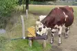 Laidunpumppu La Buvette Aquamat - Juomakupit - 3599150004572 - 2