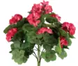 Pelargonia tumma pinkki 39 cm - Muuta kaunista - 6410416529882 - 2