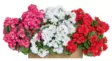 Pelargonia tumma pinkki 39 cm - Muuta kaunista - 6410416529882 - 4