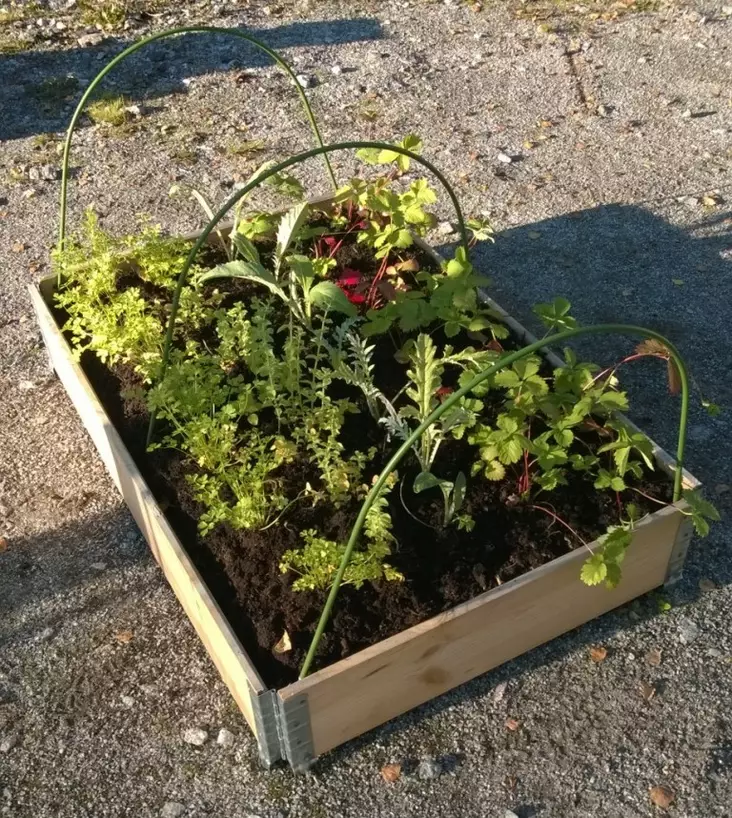 Kasvitunneli lavakauluksiin n.75cm x1,2m - Hallaharsot - 6430040628102 - 1