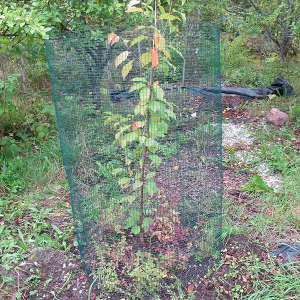 Myyräverkko vihreä 1,2 x 2,5 m - Aitaverkot - 6430040621042 - 4