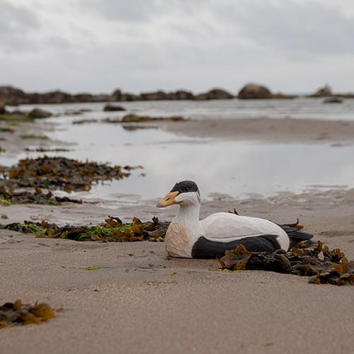 Wildlife Garden koristelintu Haahka - Luontoaiheiset tuotteet - 7350054762182 - 1