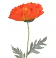 Jättiunikko 65 cm oranssi - Askartelutarvikkeet - 6410416440163 - 1