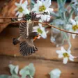 Wildlife Garden Forest Décor - Punarinta lennossa - Luontoaiheiset tuotteet - 7350054767248 - 2