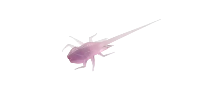 B.A.M.F Panfish Plastics Purple Rain-PR - Jigit, jigipäät - 817063025303 - 1