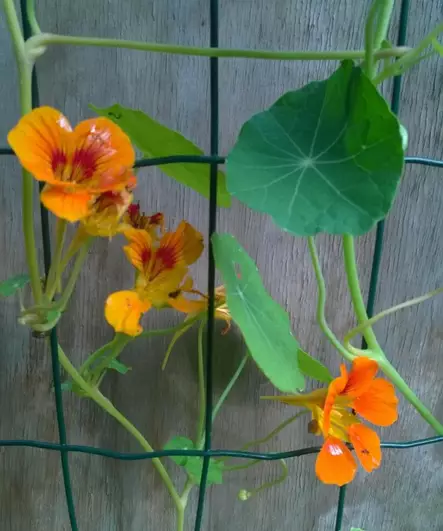 Lavakauluksen metallisäleikkö - Kasvien tuenta - 6430040628164 - 2