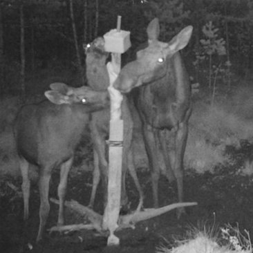 Nuolukivi Solsel 10 kg - Nuolukivet - 15733424 - 2