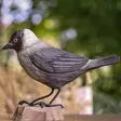 Wildlife Garden koristelintu Naakka - Luontoaiheiset tuotteet - WG464 - 1