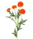 Pallokrysanteemi 61 cm oranssi - Askartelutarvikkeet - 6410416575384 - 1
