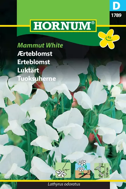 Tuoksuherne ´Mammut White´ - Siemenet ja siemenperunat - 5708787017895 - 1