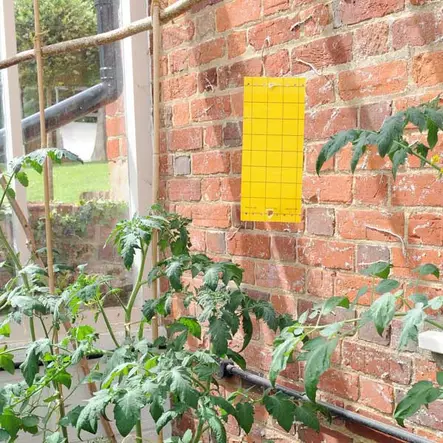 Liima-ansa 5 kpl / pkt - Kärpästen torjunta - 5036200120175 - 2