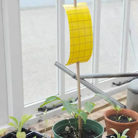 Liima-ansa 5 kpl / pkt - Kärpästen torjunta - 5036200120175 - 1