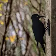 Wildlife Garden siluetti Käpytikka - Puutarhapatsaat, koristeet - WG705 - 1