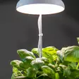 Umbrella kasvivalaisin led - Taimikasvatus - 8714982211485 - 2