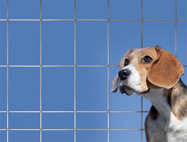 Koiraverkko 2x20 m kotimainen - Aitaverkot - 6417064307015 - 1