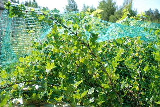 Rastasverkko venymätön 2x5 m - Lintujen torjunta - 6430040627365 - 1