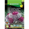 Harjaneilikka ´Hats On´ - Siemenet ja siemenperunat - 5708787018366 - 1
