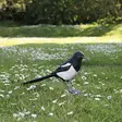 Wildlife Garden koristelintu Harakka - Luontoaiheiset tuotteet - WG4456 - 1