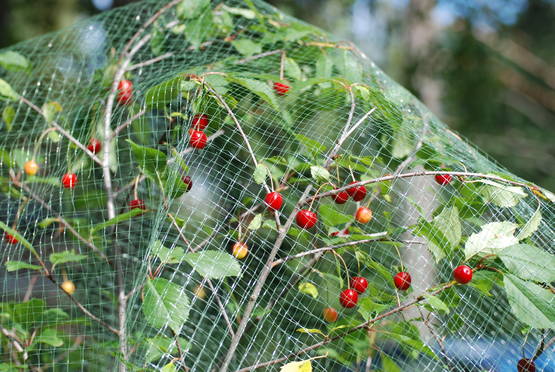 Hedelmäpuuverkko 4,0 x 10m - Lintujen torjunta - 6430040624036 - 1