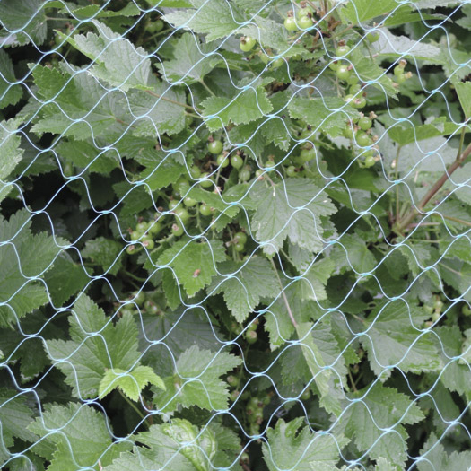Rastasverkko 4x10 metriä - Lintujen torjunta - 6410411944956 - 1