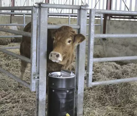 Jäätymätön juomakuppi Bigcho 2 uimurilla 80 W - Juomakupit - 5700033768407 - 2