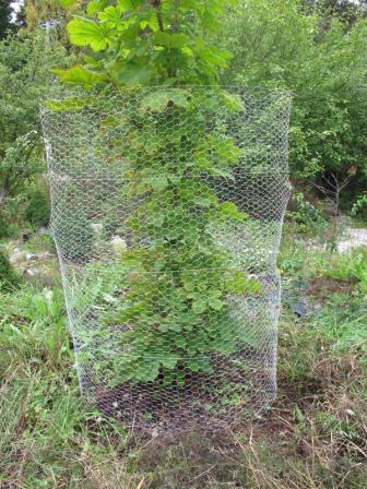 Jänisverkko 1,8 x 2,5 m - Aitaverkot - 6430040627297 - 1