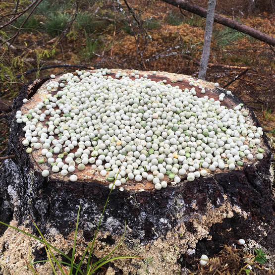 Riistaherne 1-laatu 25 kg - Riistantarhaus ja -hoito - 6418333005137 - 1