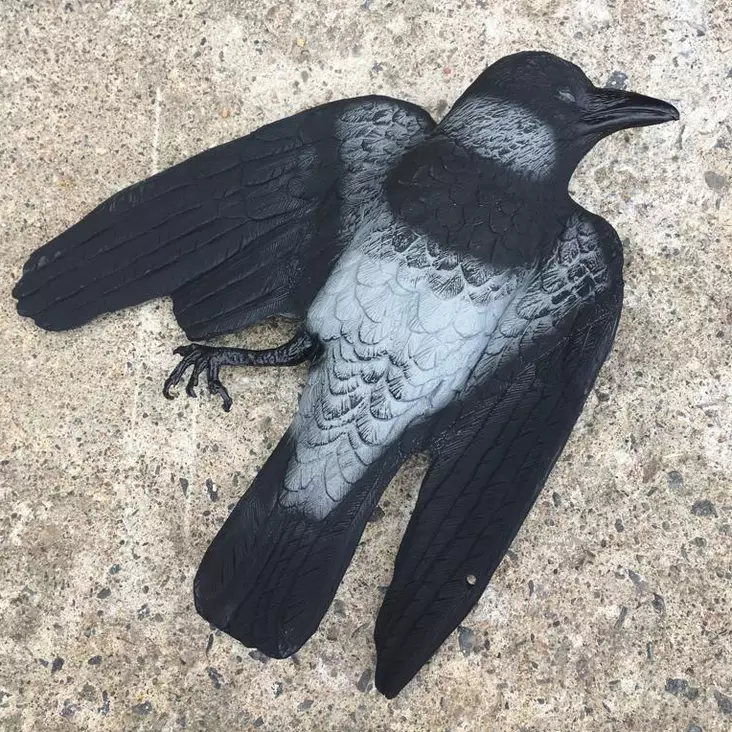 Varis pelotinkuva - Lintujen torjunta - svm0000002257 - 1