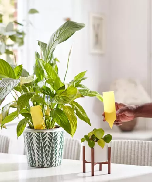 Liima-ansa kukkaruukkuun - Kärpästen torjunta - 5036200340177 - 1