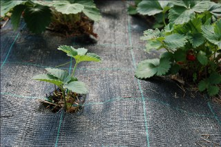 Mansikan katekangas 1,25 x 100m - Mansikkakankaat - 6430040622148 - 3