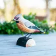 Wildlife Garden koristelintu Tilhi - Luontoaiheiset tuotteet - WG418 - 2