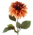 Daalia 74 cm kanelinvärinen - Askartelutarvikkeet - 6410416567778 - 1