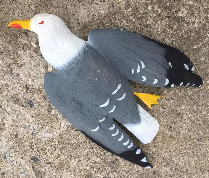 Lokki pelotinkuva - Lintujen torjunta - svm0000002258 - 1