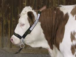 Riimu lehmille leukaketjulla, nylon L - Karjanhoitotarvikkeet - 4022741430218 - 1