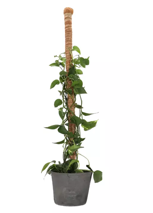 Kookostuki viherkasveille 110 cm - Kasvien tuenta - 8714982249518 - 1