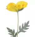 Jättiunikko 65 cm keltainen - Askartelutarvikkeet - 6410416440149 - 1