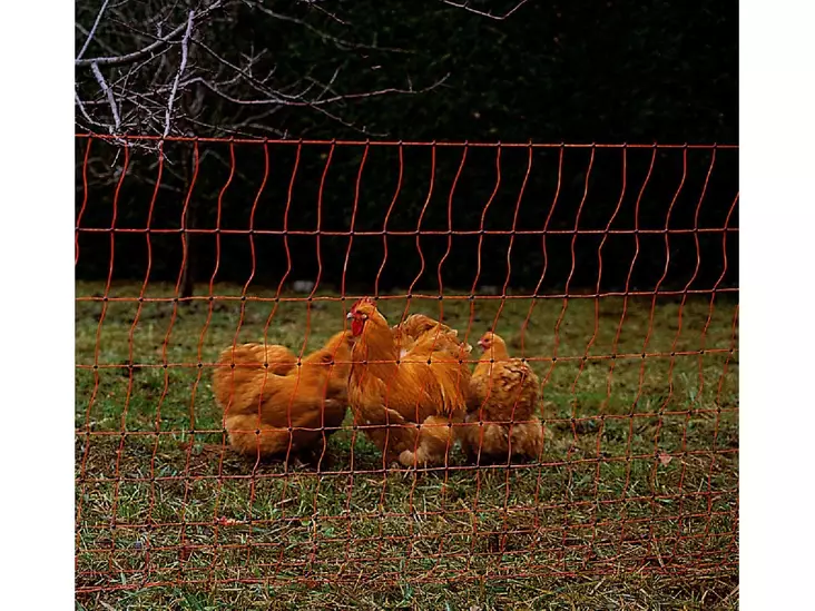 Kanaverkko siirreltävä 112 cm 50 m, yksipiikkinen tolppa - Aitaverkot - 8713235022229 - 1