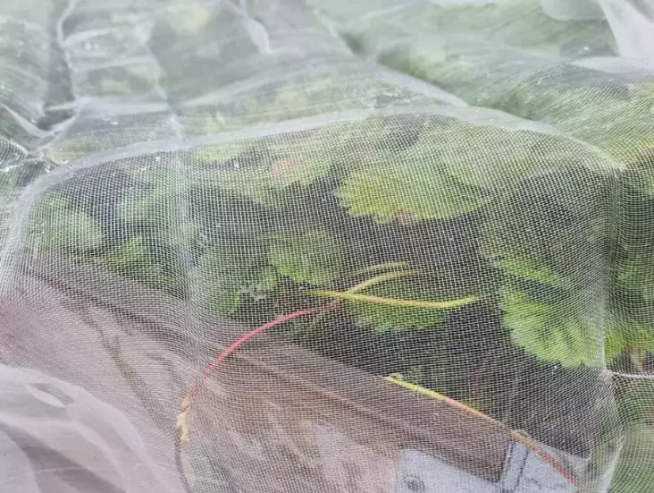 Tuhohyönteiskangas 3 x 5 metriä - Muut karkotteet - 6430068433009 - 1