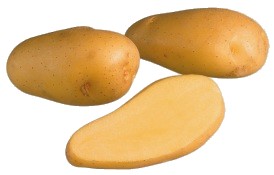 Siemenperuna Siikli 3 kg - Siemenet ja siemenperunat - siikli3kg - 2