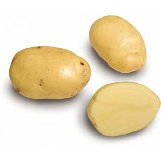 Siemenperuna Siikli 5 kg - Siemenet ja siemenperunat - siikli5kg - 1