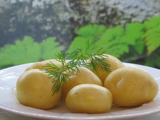 Siemenperuna Jussi 1 kg - Siemenet ja siemenperunat - jussi1kg - 1