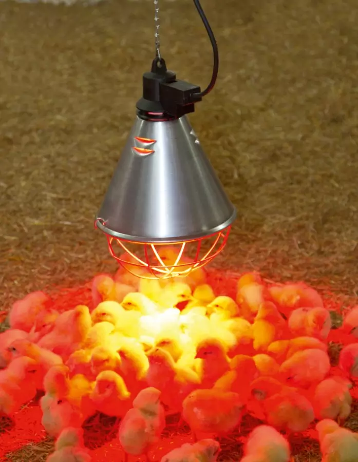 Lämpölampunkupu Kerbl 2,5 m johto - Siipikarja - 2228KER - 1